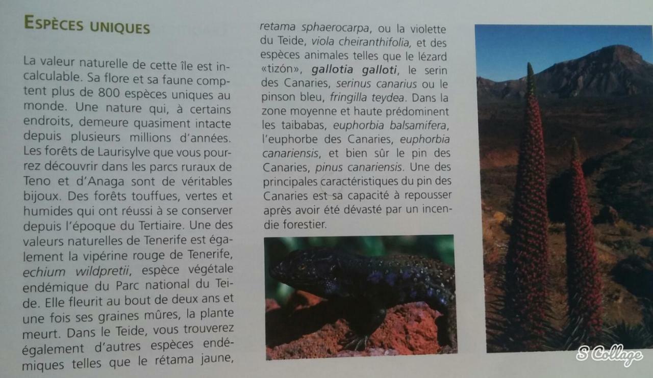 Finca Dulce Maikel Granadilla De Abona Bagian luar foto