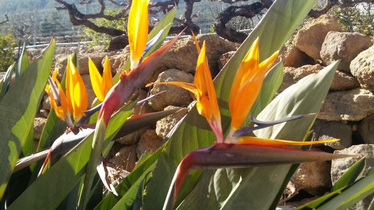 Finca Dulce Maikel Granadilla De Abona Bagian luar foto
