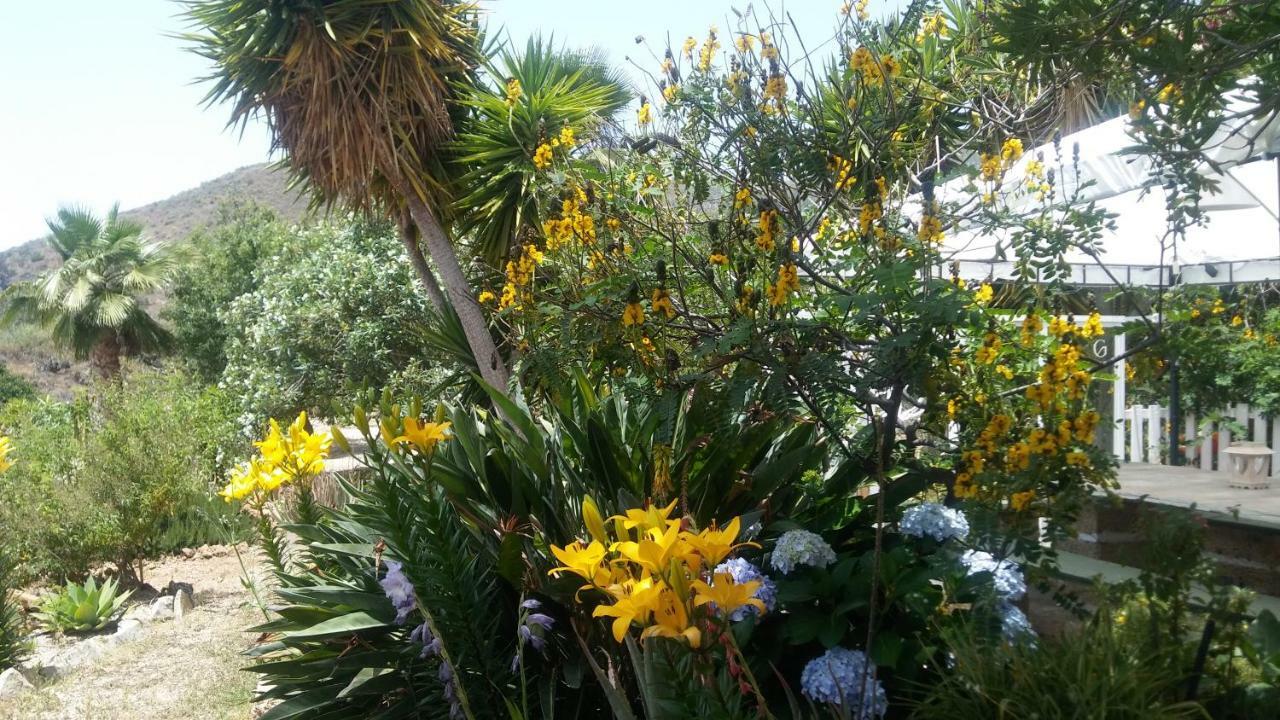 Finca Dulce Maikel Granadilla De Abona Bagian luar foto